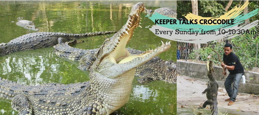 Meet with Crocodile keeper.