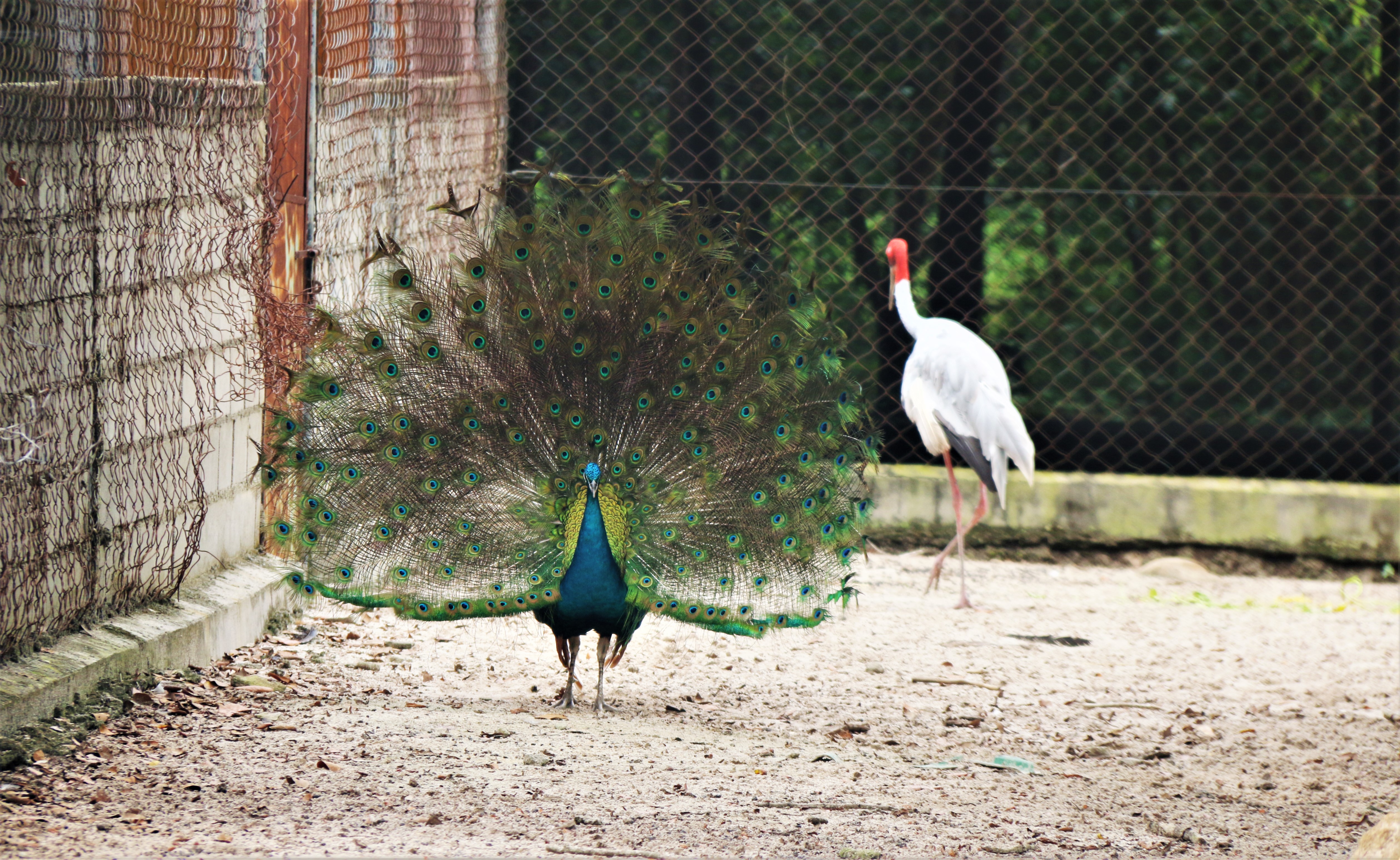 Peafowl