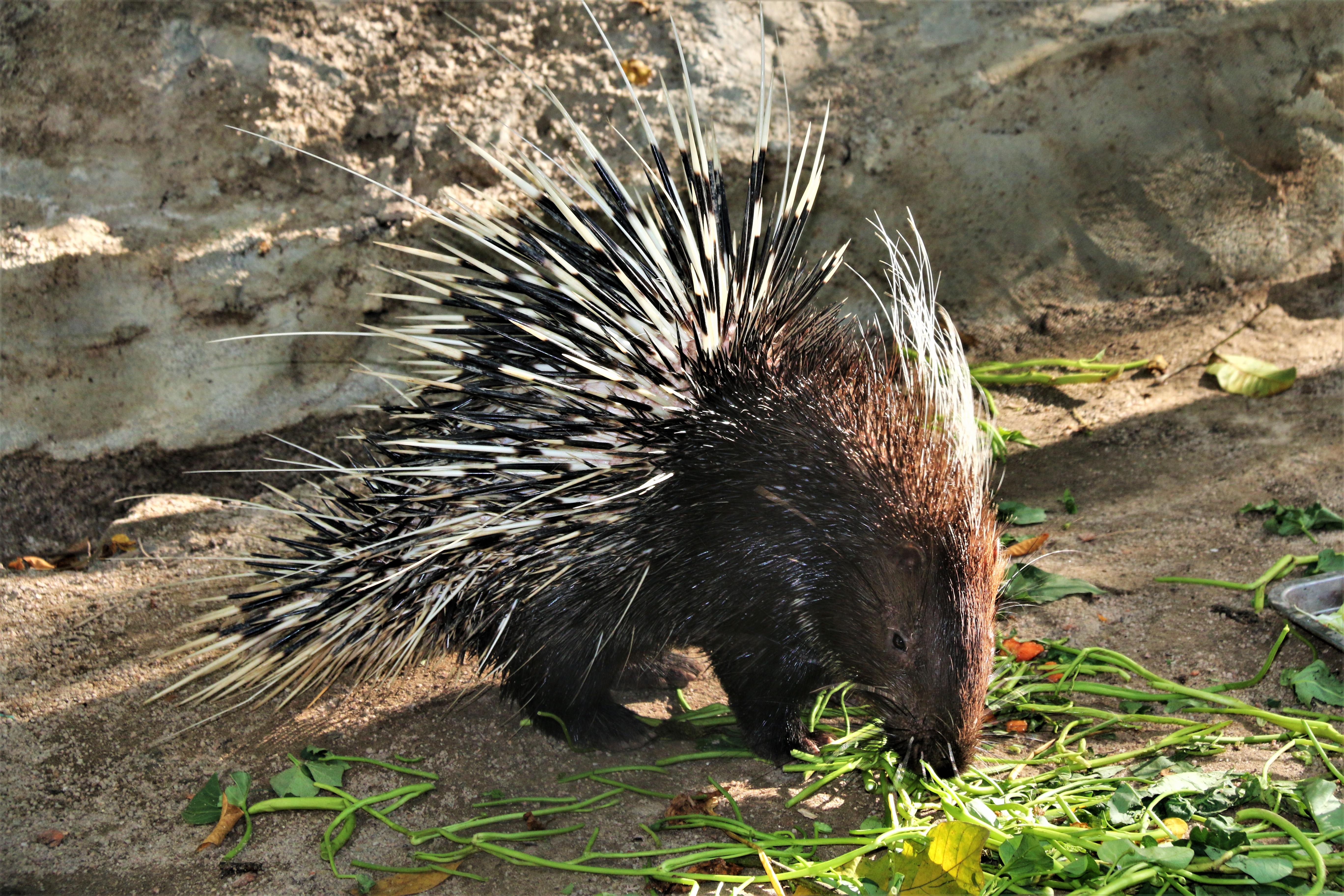 Porcupine