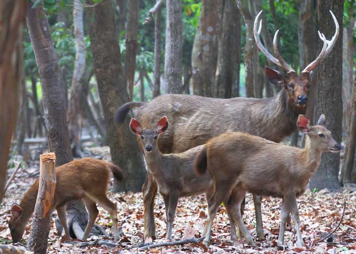 phnom-tamao-animals Phnom Tamao Animals