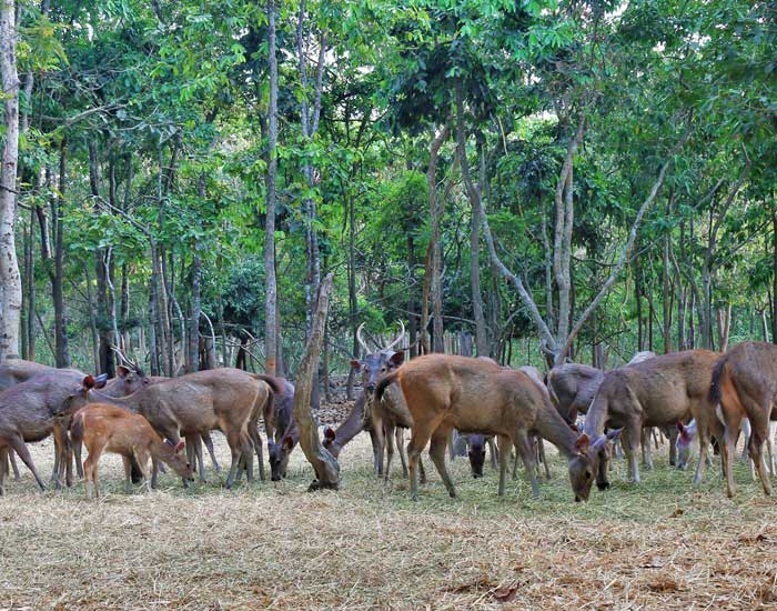 Phnom Tamao Zoo