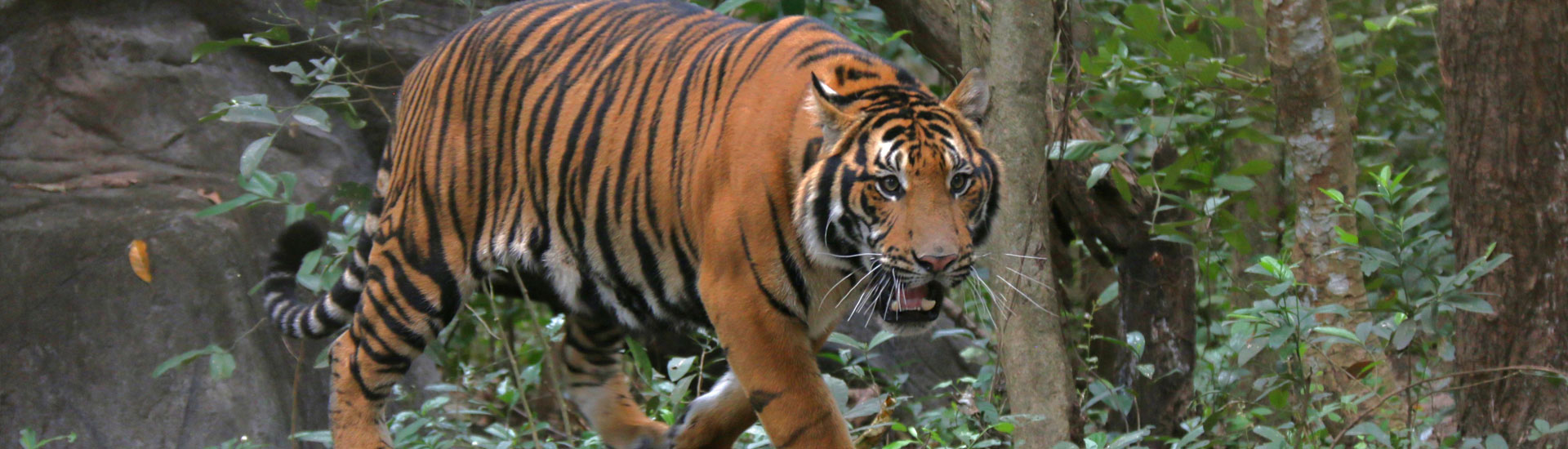 tamao-zoo-animal-2-3-cover Tiger - Phnom Tamao Zoo