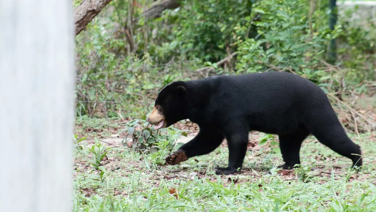 ខ្លាឃ្មុំតូច Sun Bear