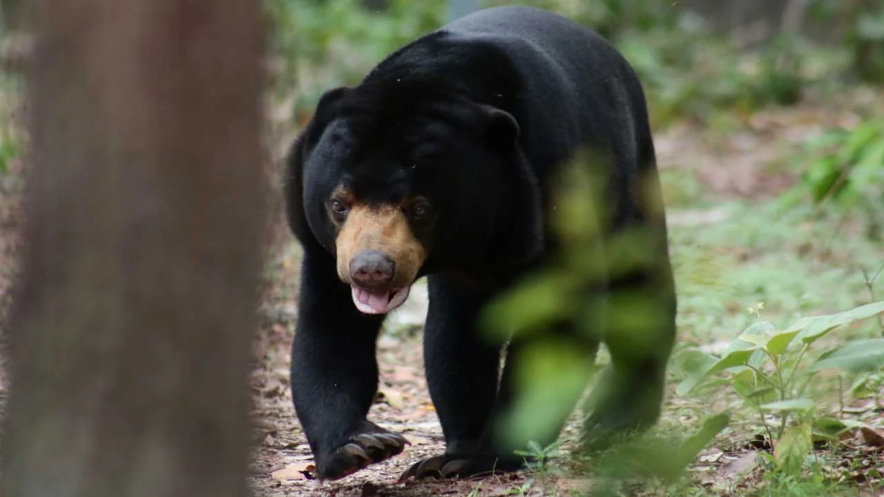 ខ្លាឃ្មុំតូច Sun Bear