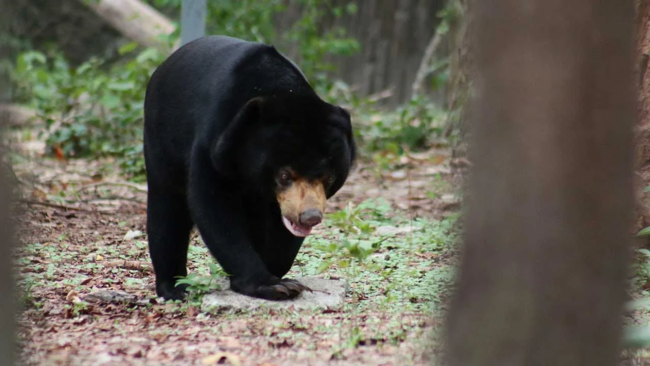 ខ្លាឃ្មុំតូច Sun Bear