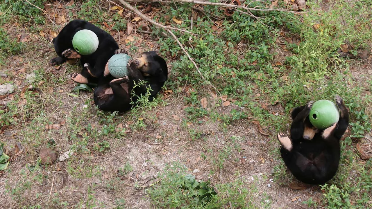 ខ្លាឃ្មុំតូច Sun Bear