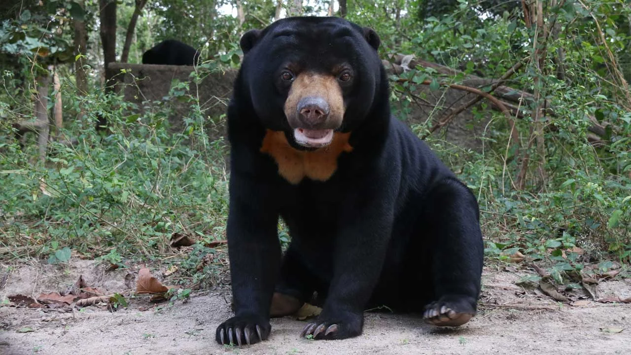 ខ្លាឃ្មុំតូច Sun Bear
