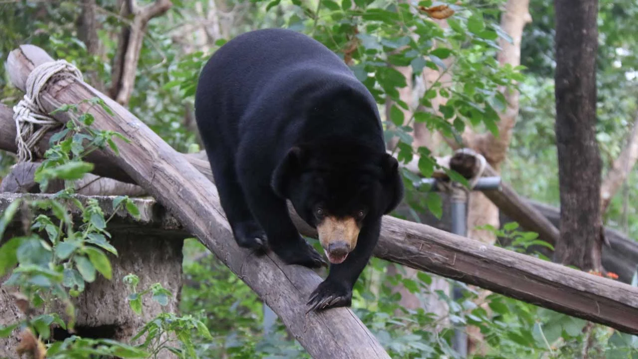 ខ្លាឃ្មុំតូច Sun Bear