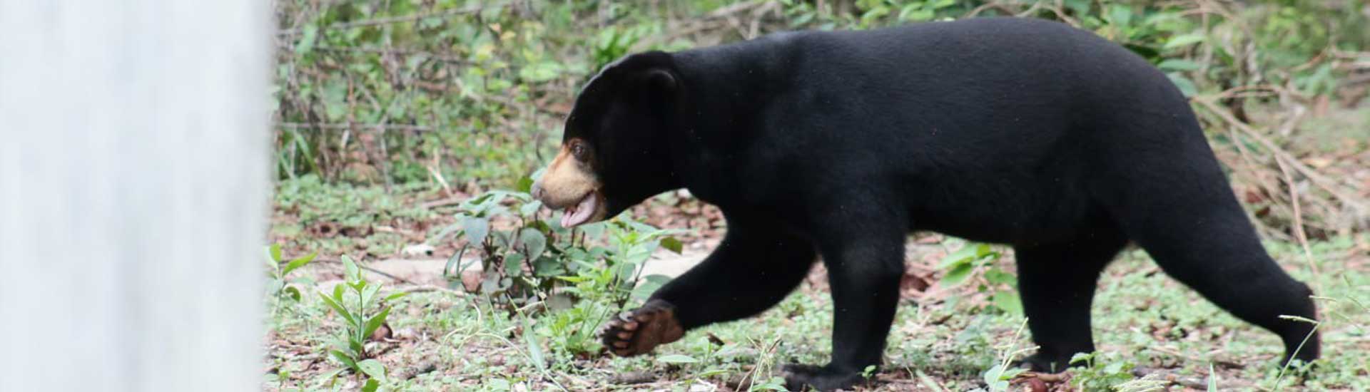 tamao-zoo-animal-sun-bear-cover Sun Bear