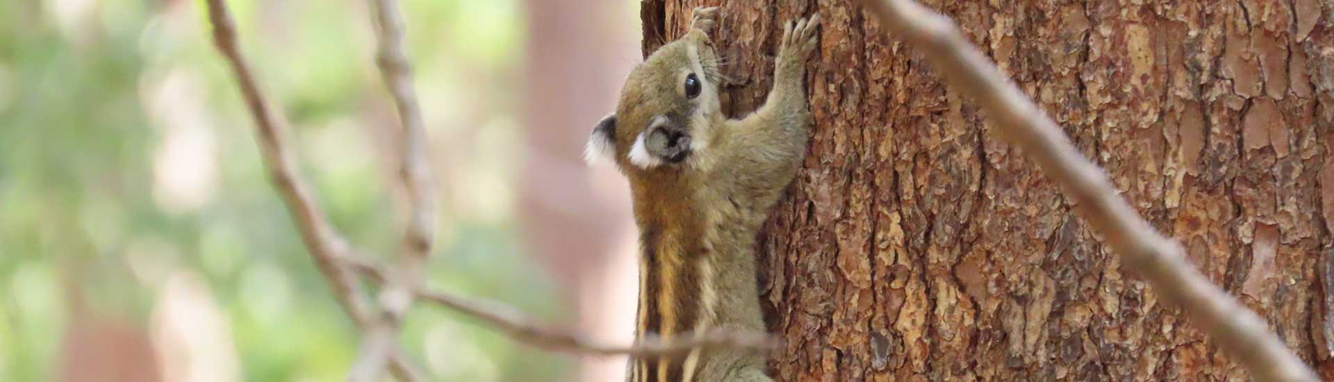 berdmore-squirrel-cover Berdmore’s Squirrel