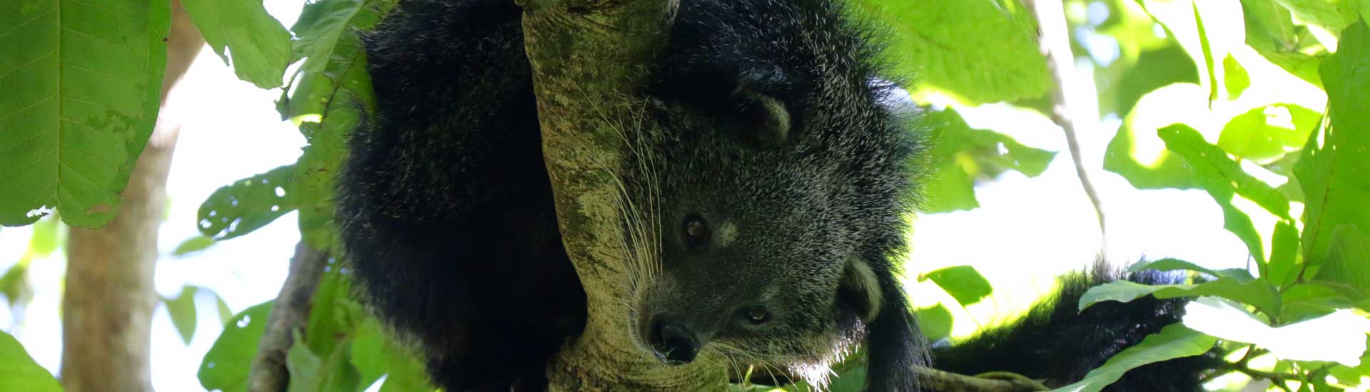 binturong-cover Binturong