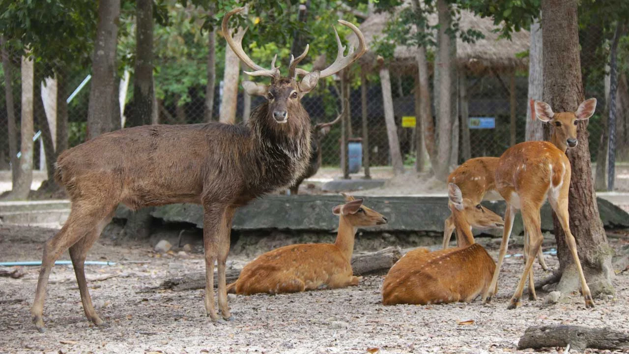 រមាំង
