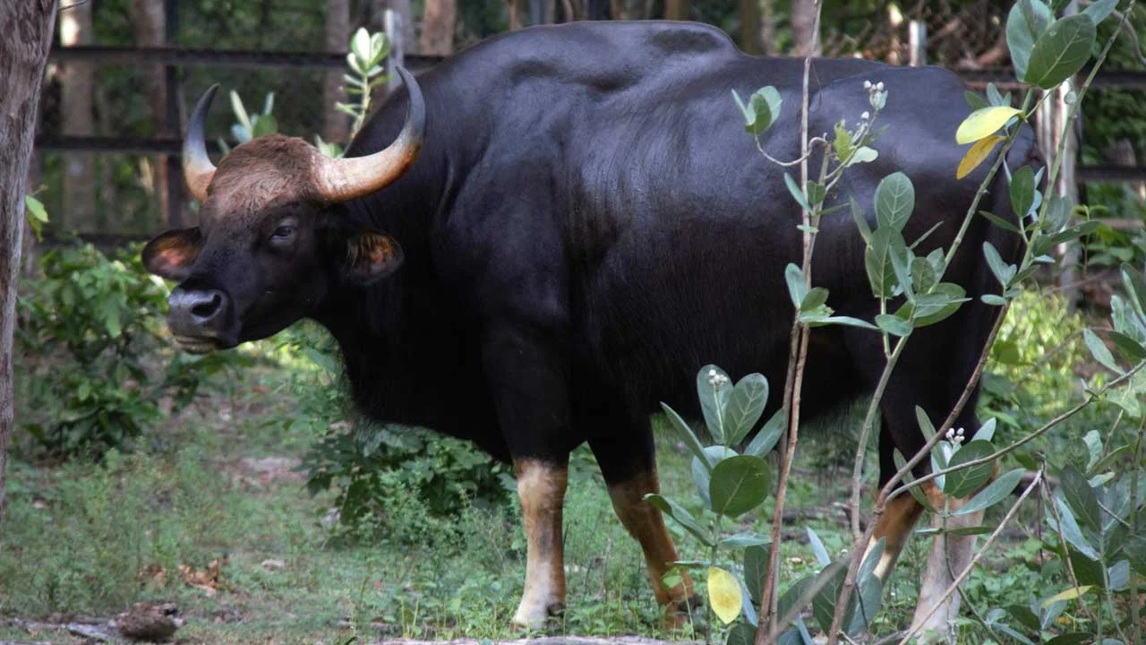 Gaur