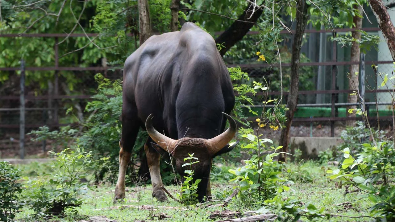 Gaur