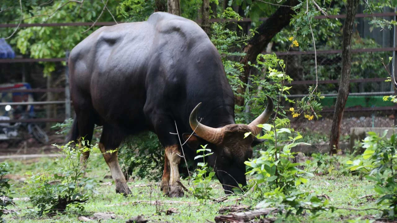 Gaur