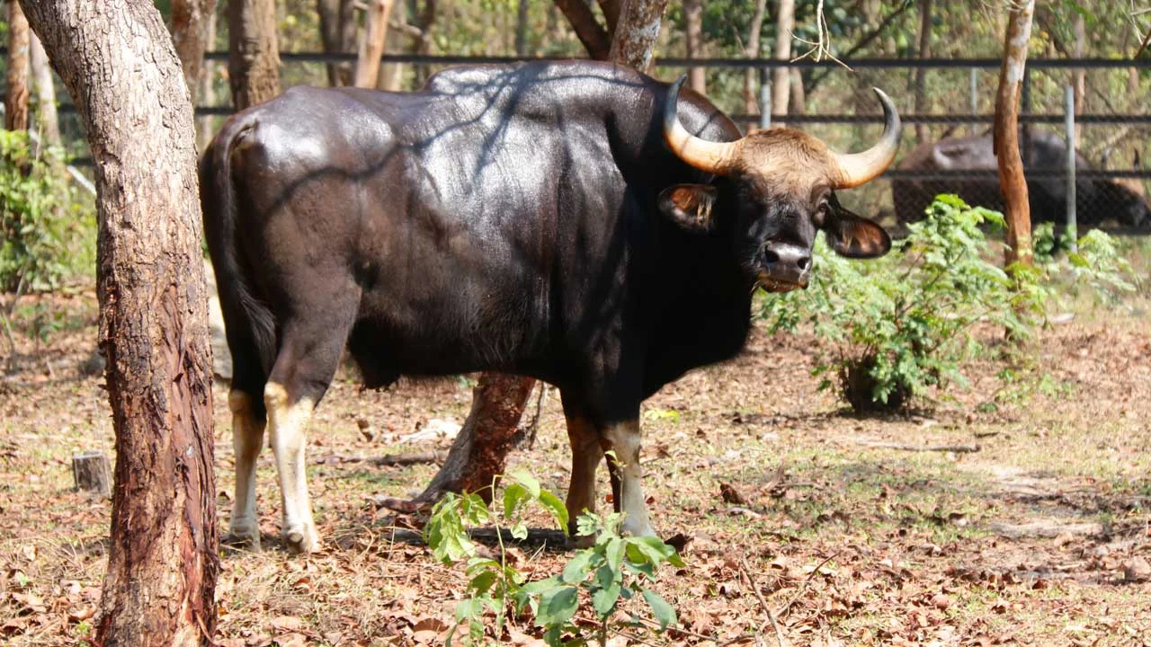 Gaur