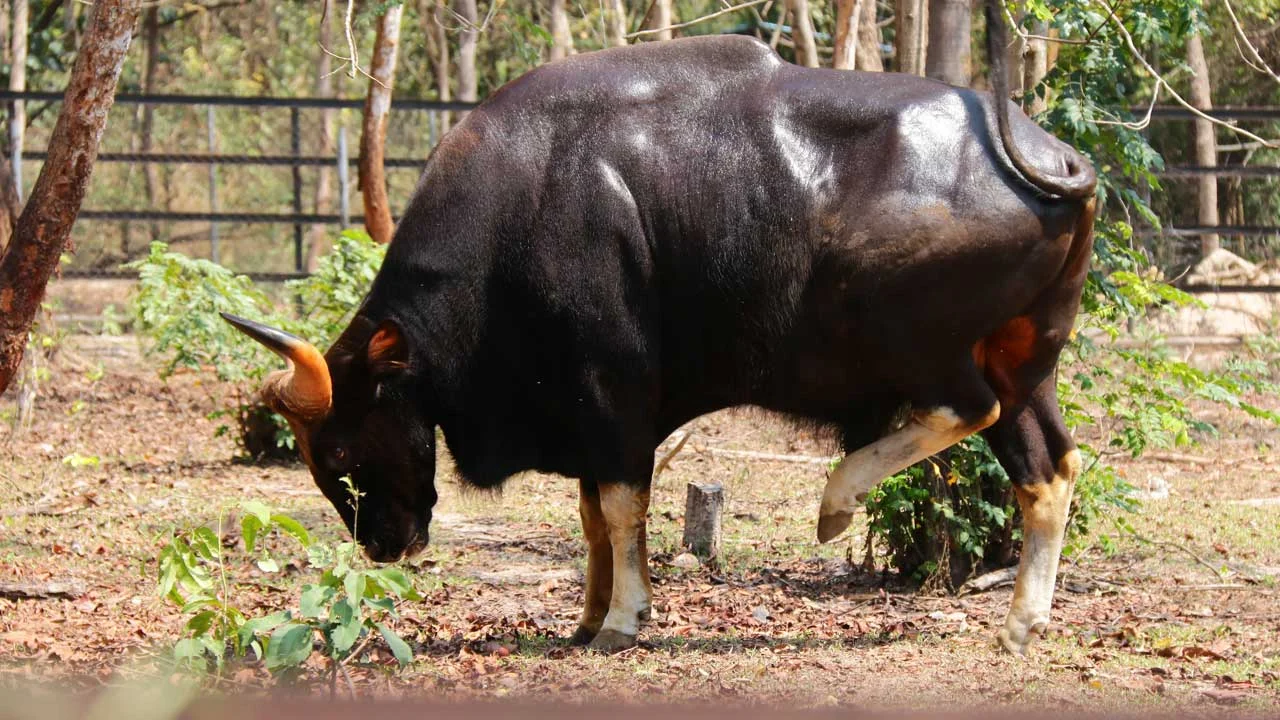Gaur