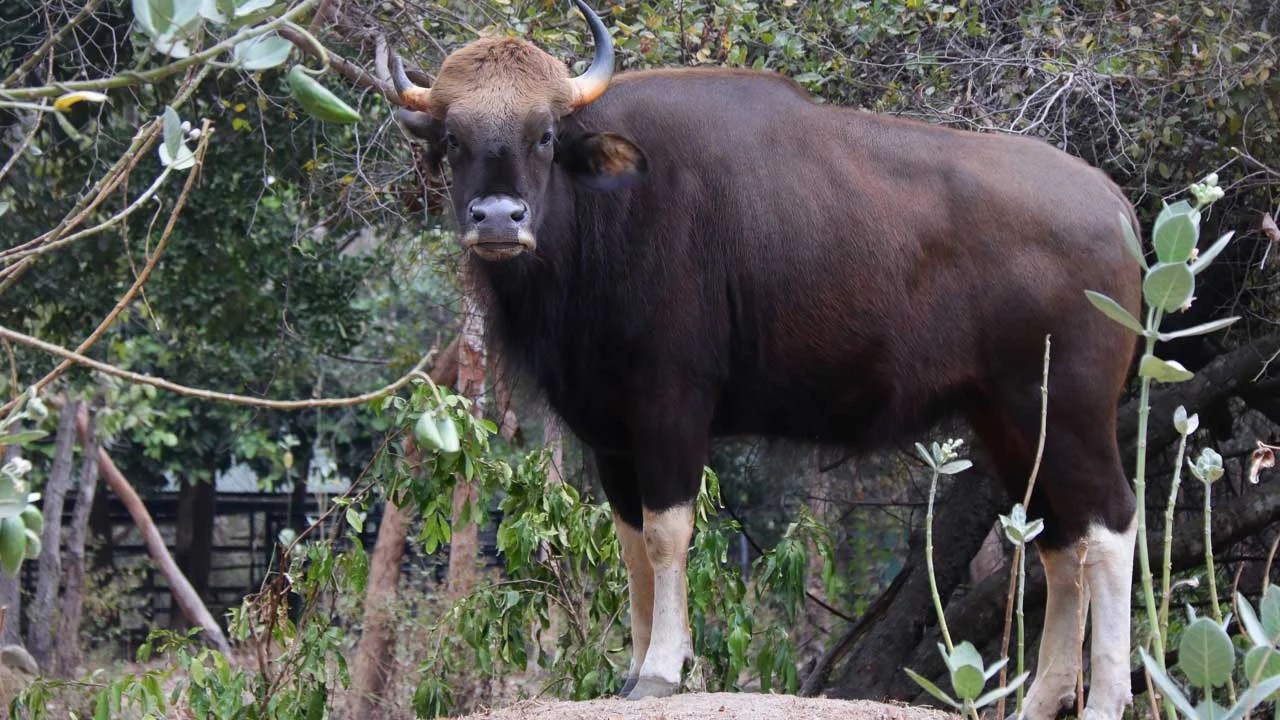 Gaur