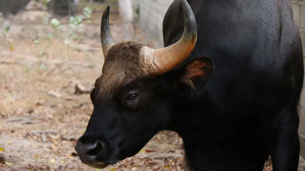 Gaur