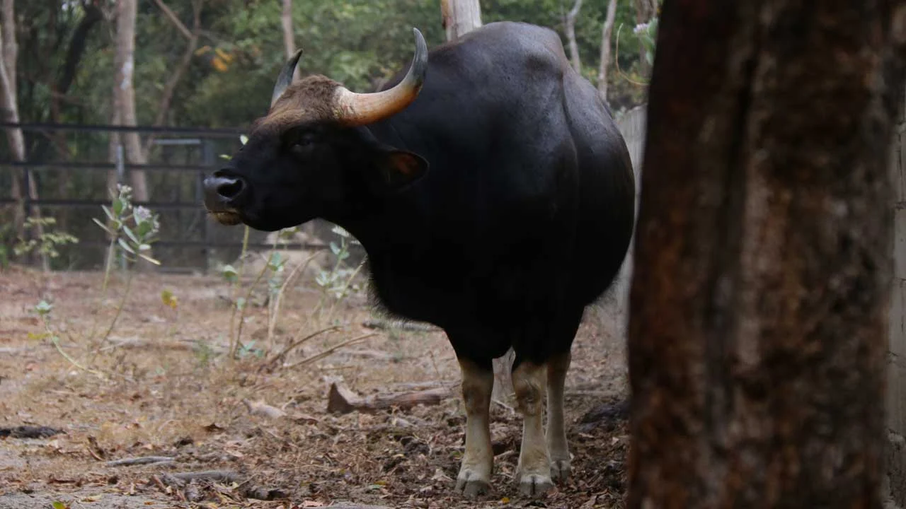 Gaur