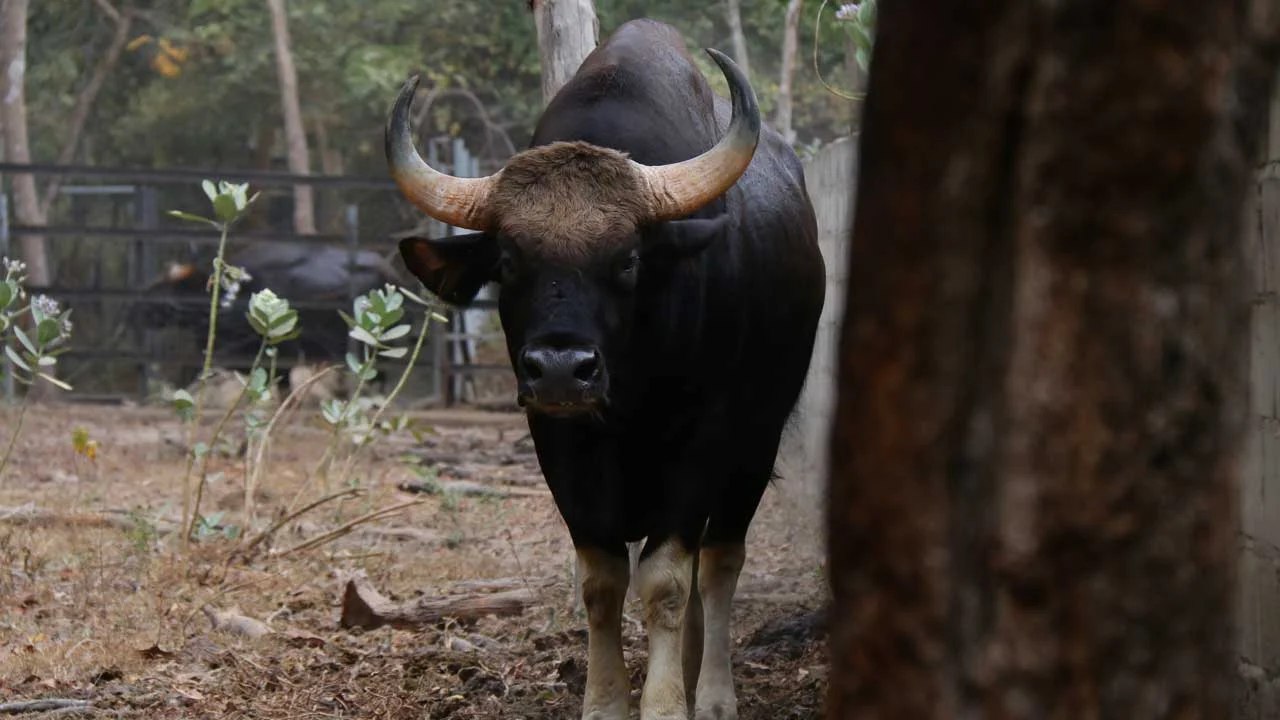 Gaur