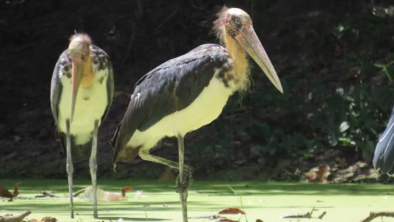 Lesser Adjutant