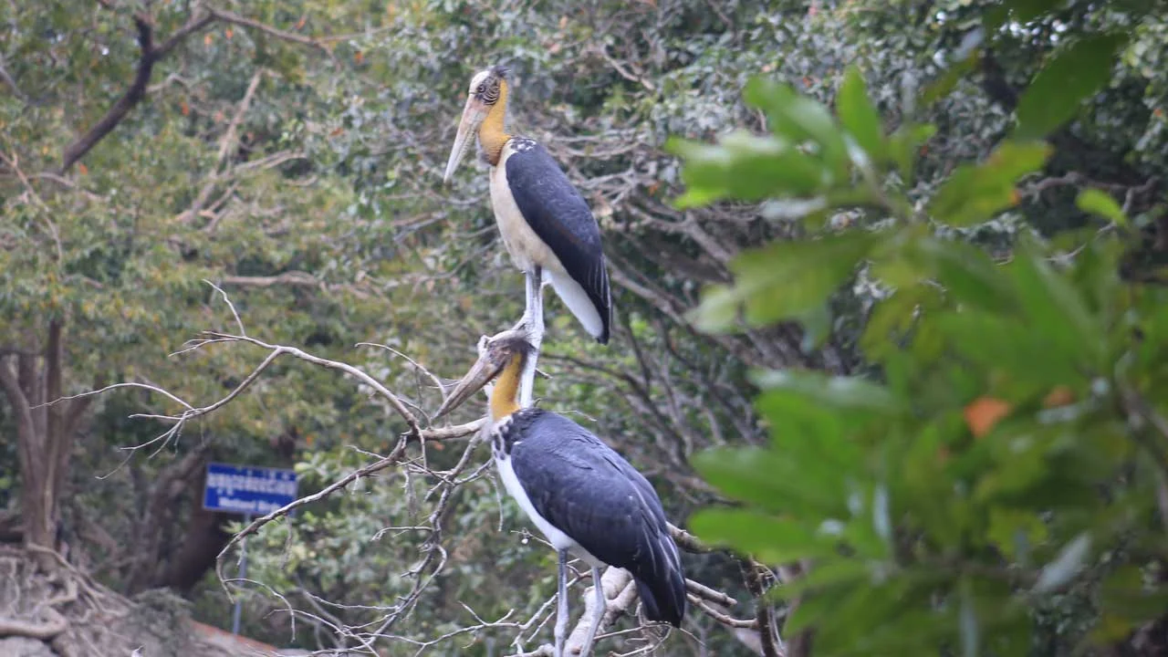 lesser-adjutant