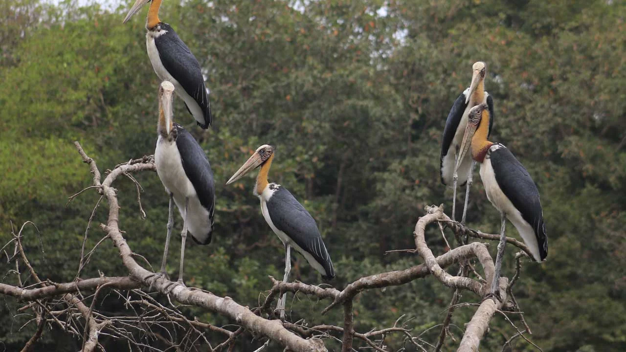 lesser-adjutant