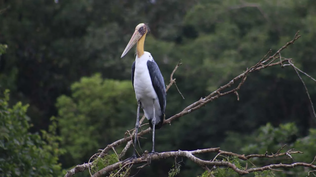 lesser-adjutant