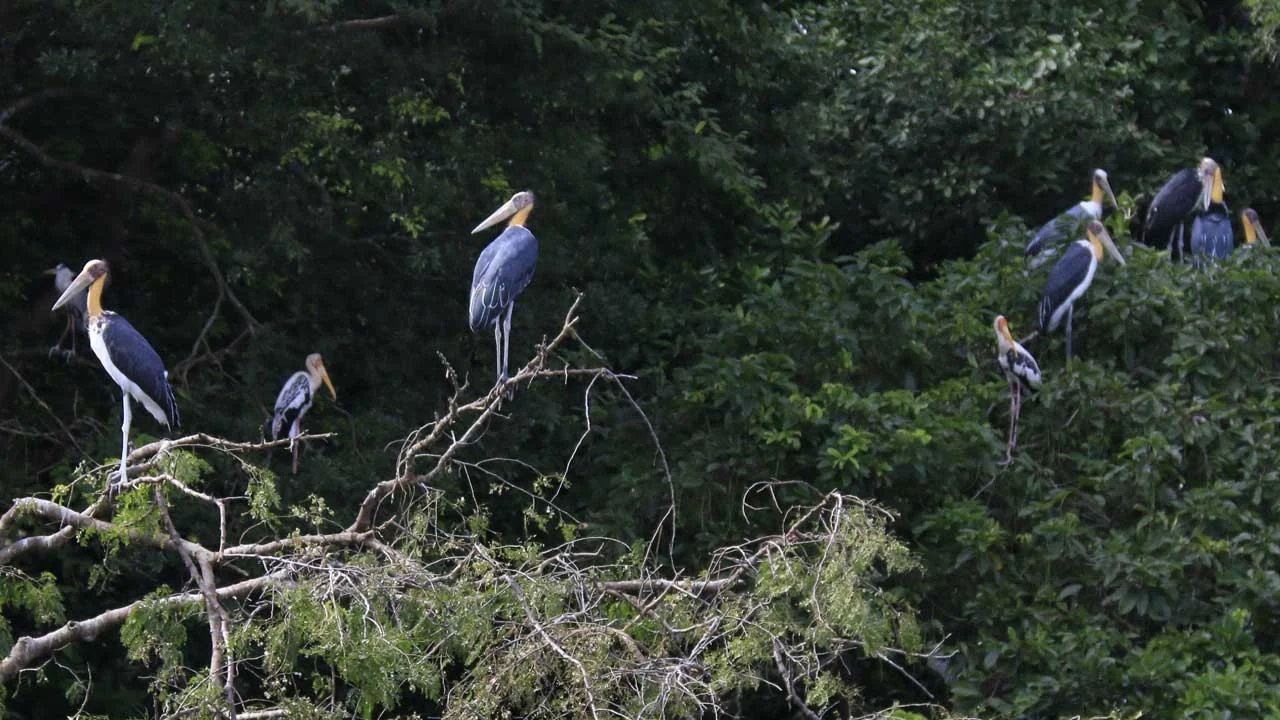 lesser-adjutant