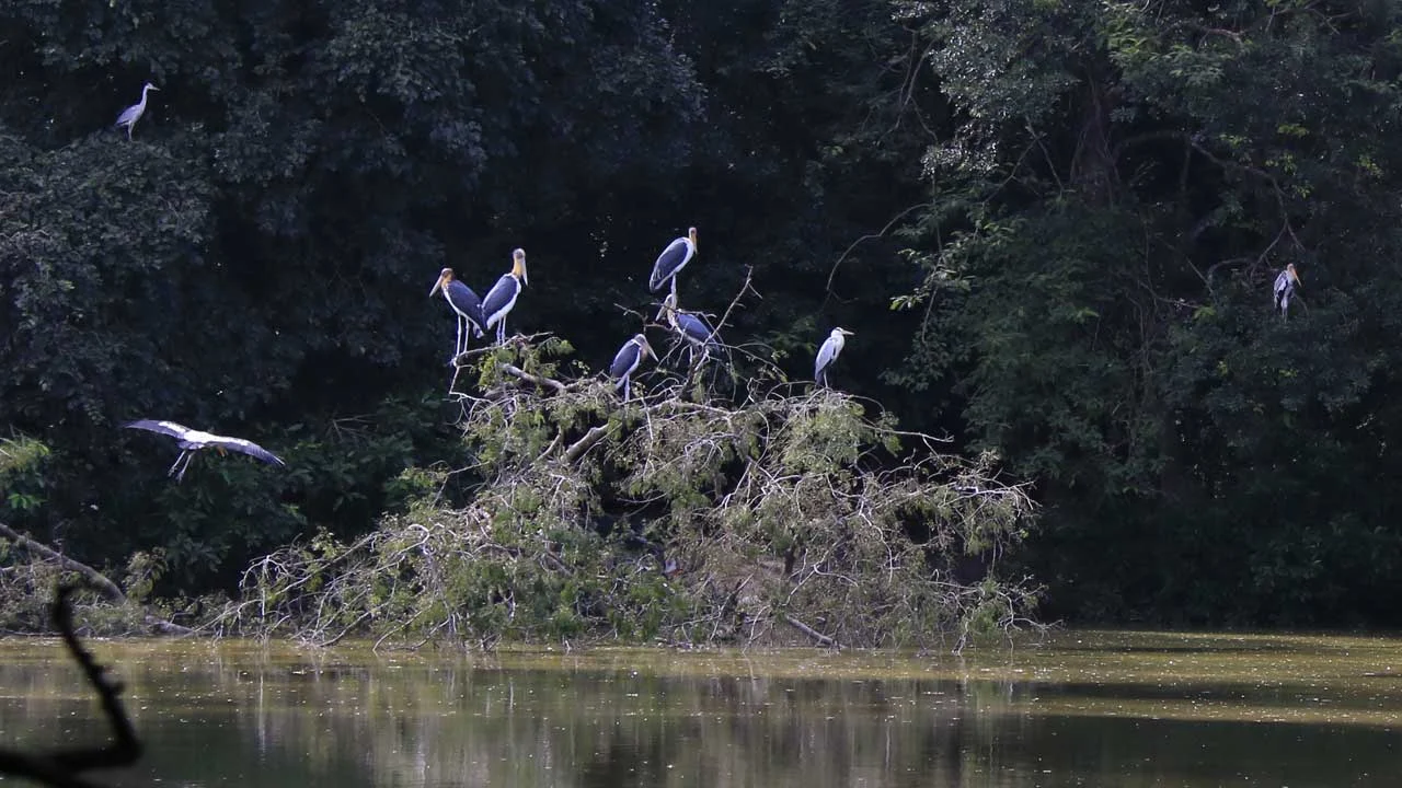 lesser-adjutant