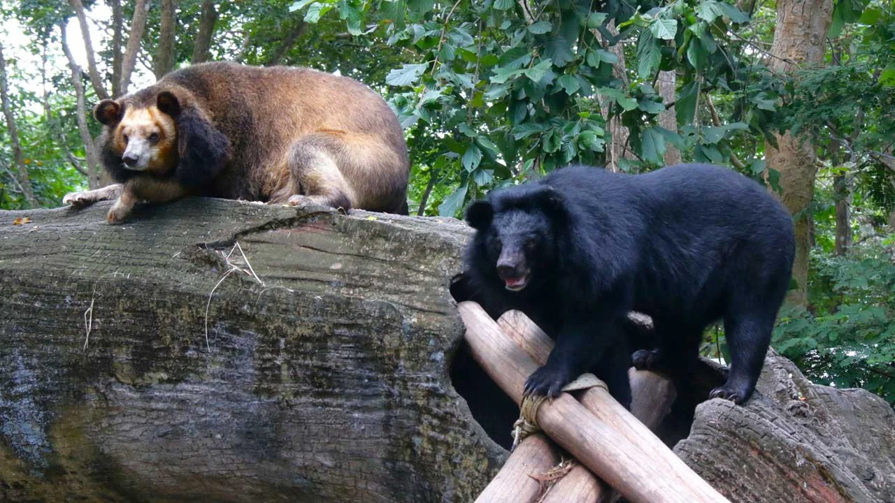 Moon Bear