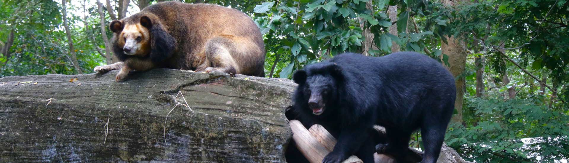 moon-bear-cover Moon Bear