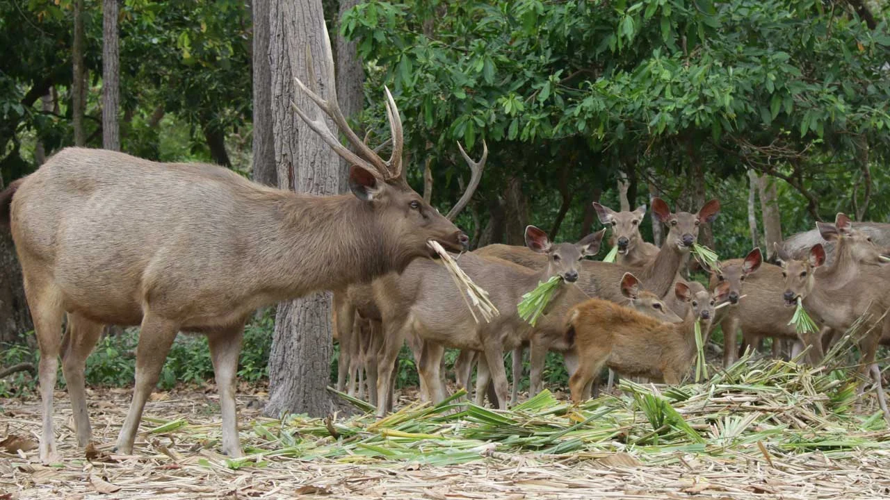 Sambar