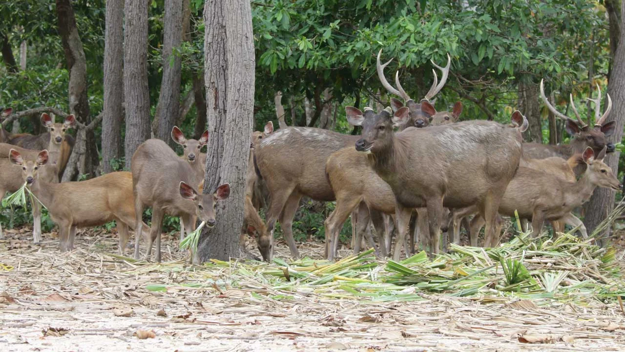 Sambar