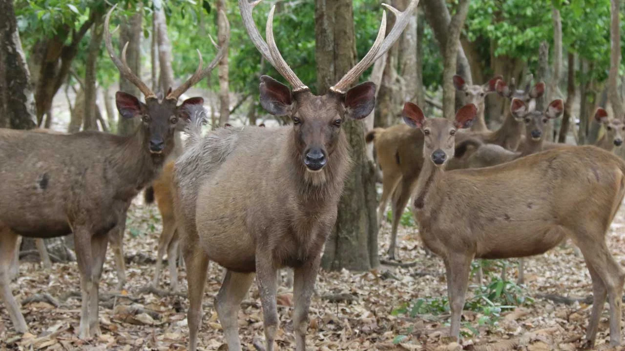 Sambar