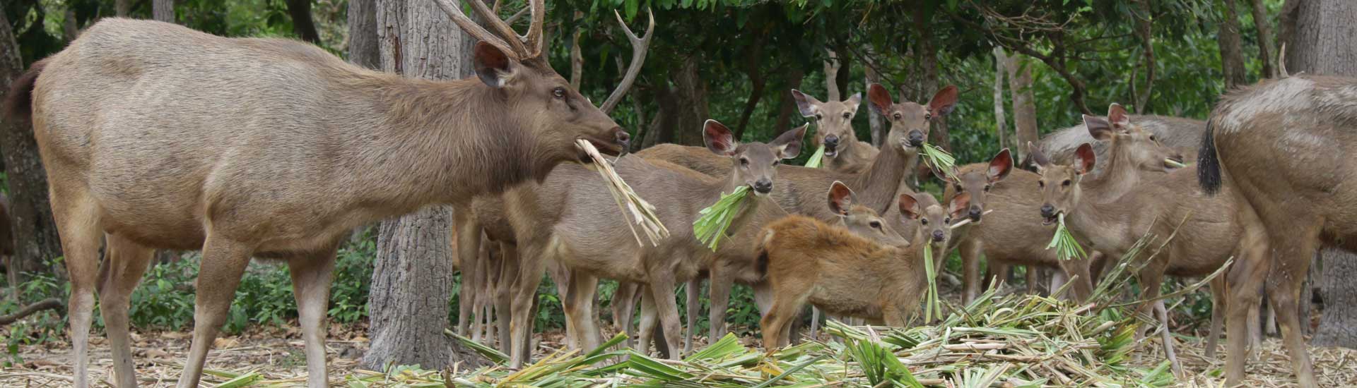 sambar-cover Sambar