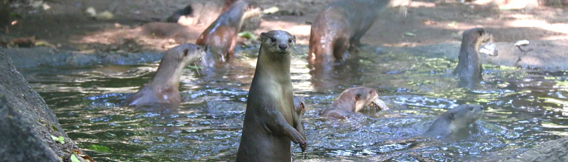 smooth-coated-otter-cover Smooth-Coated Otter