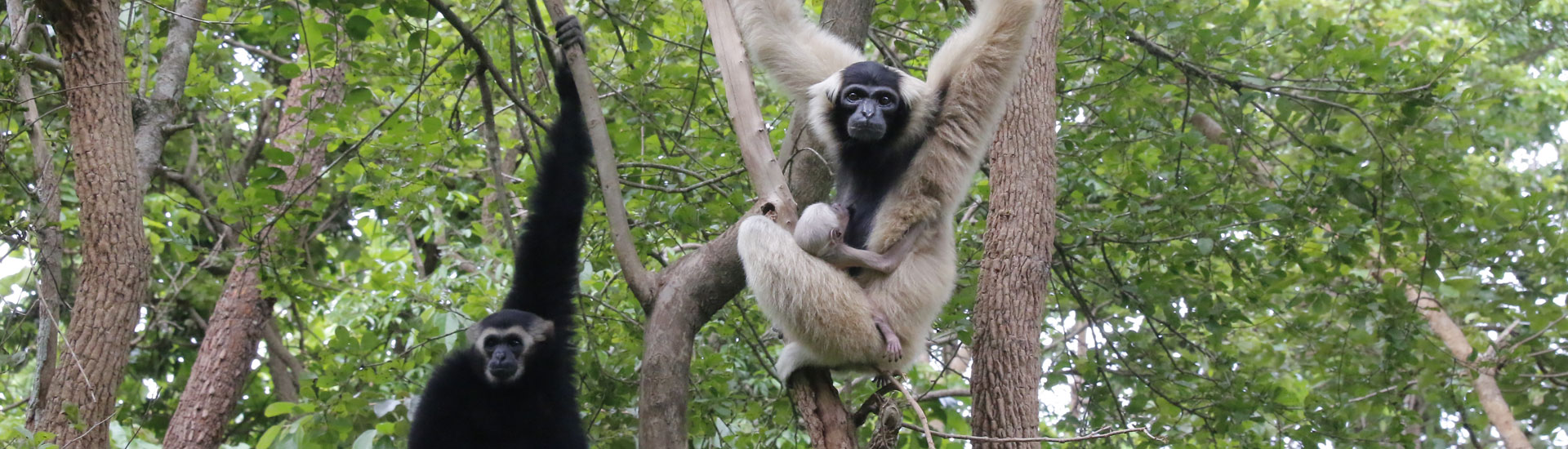 tamao-zoo-animal-5-6-cover Gibbons