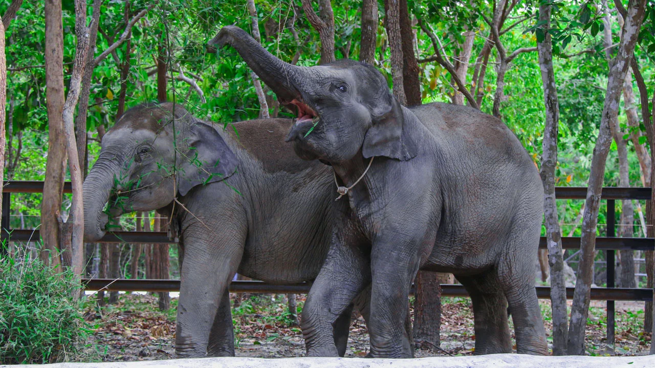 Elephant