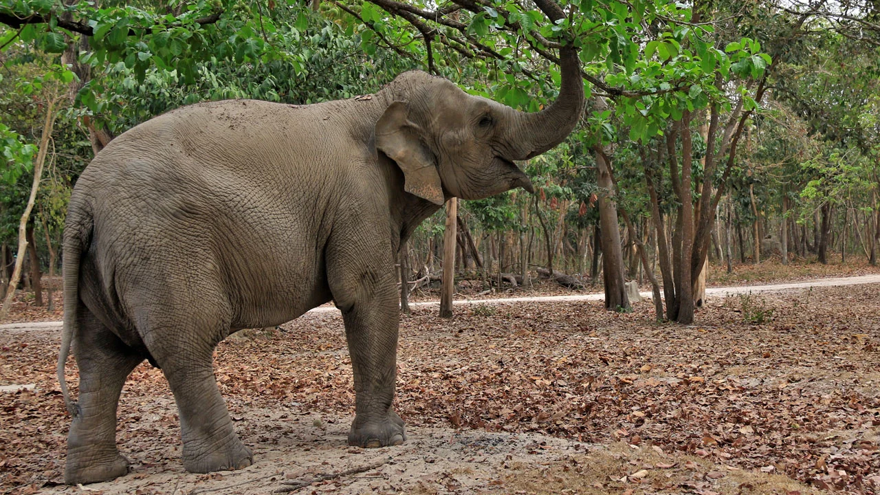 Elephant