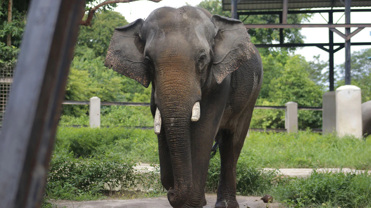 Elephant