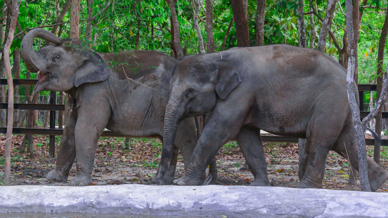 Elephant