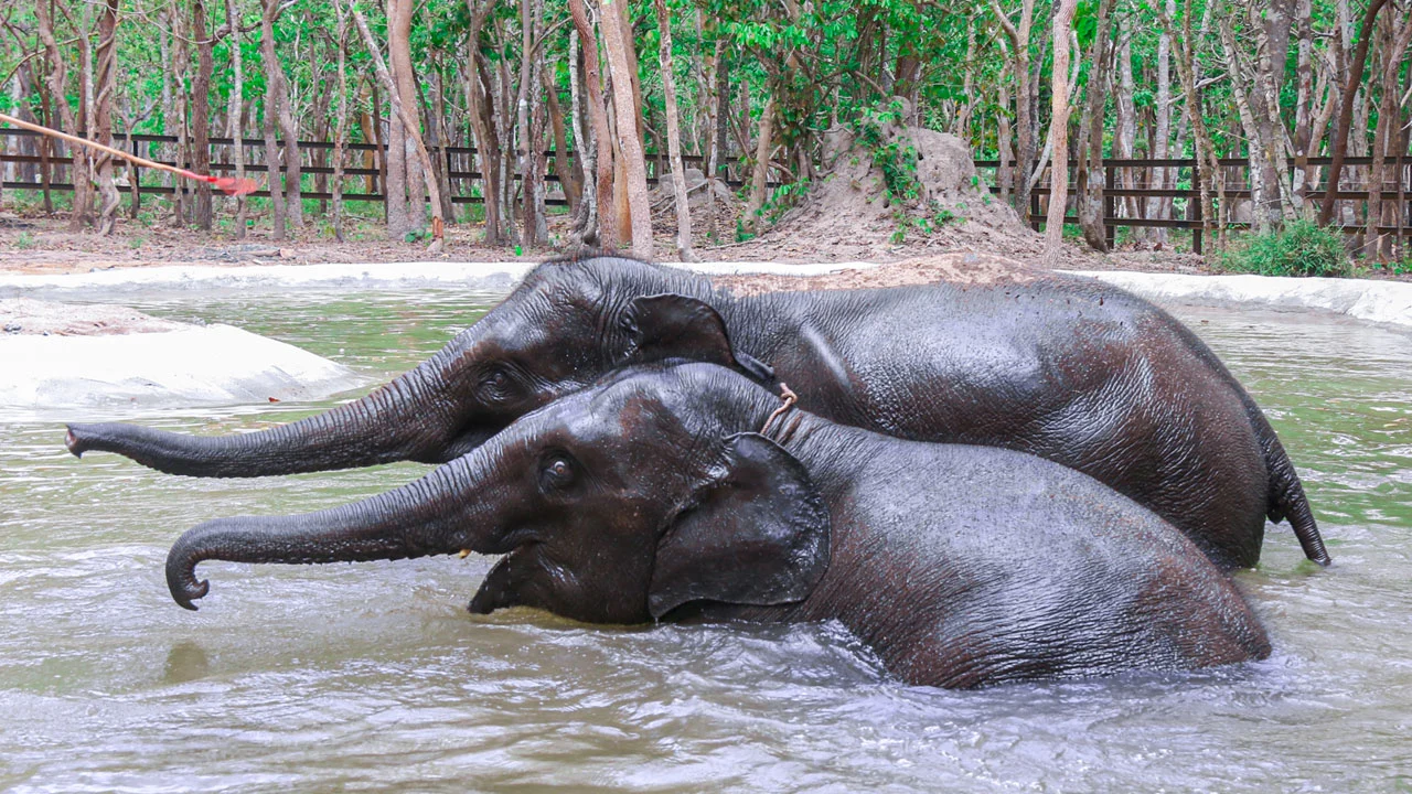Elephant