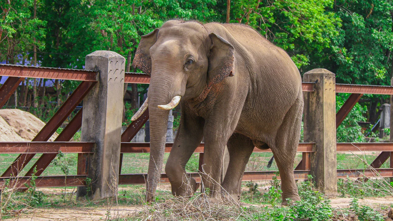Elephant
