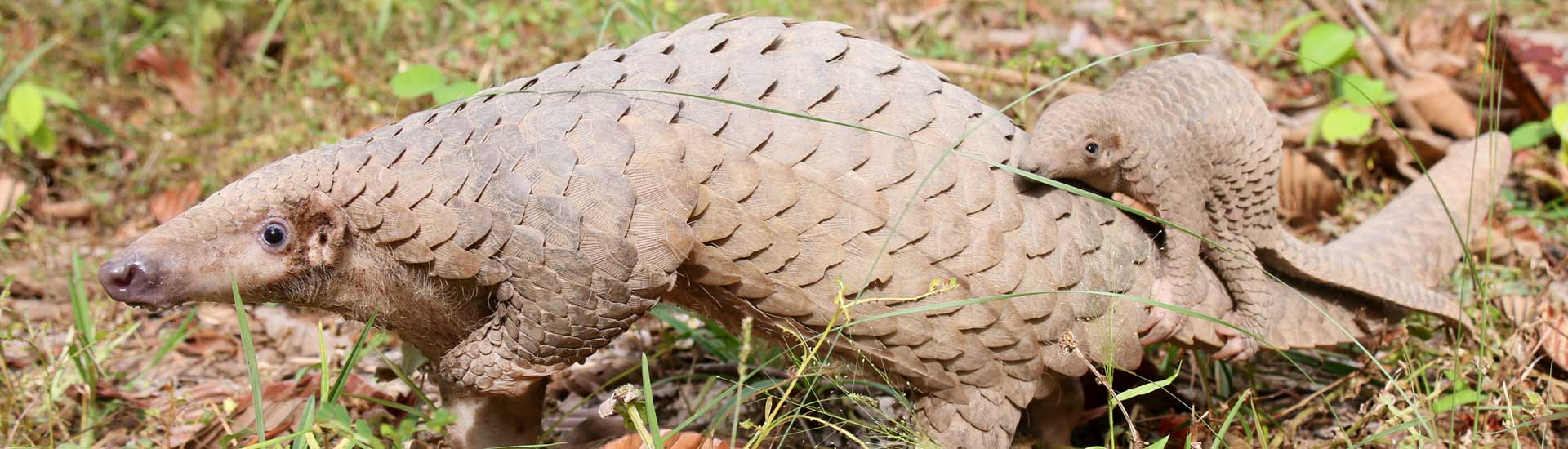 Pangolin-cover Pangolin
