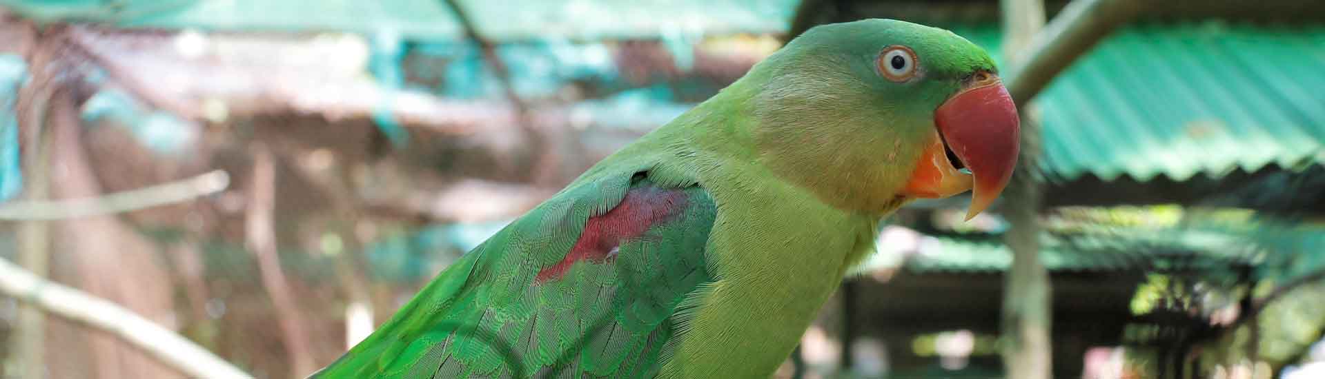 Alexandrine Parakeet