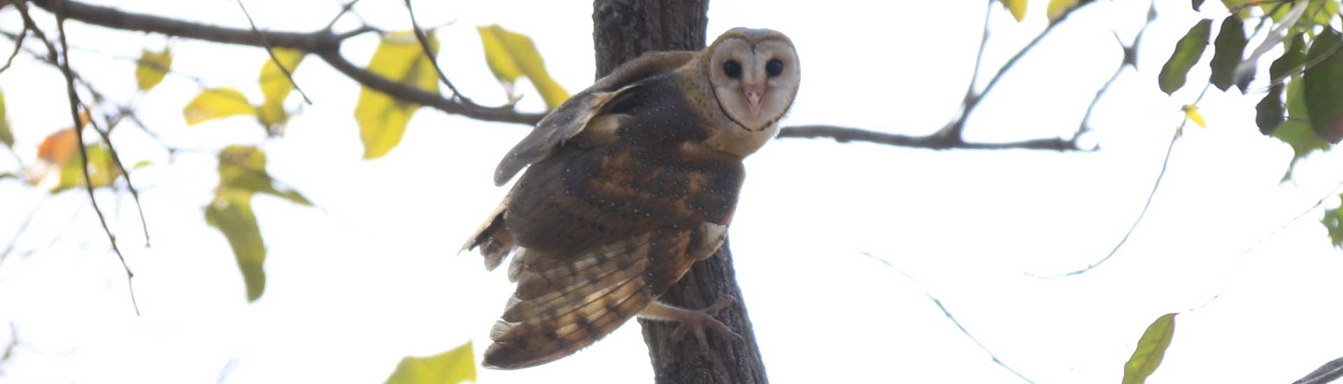 barn-owl-cover Barn Owl