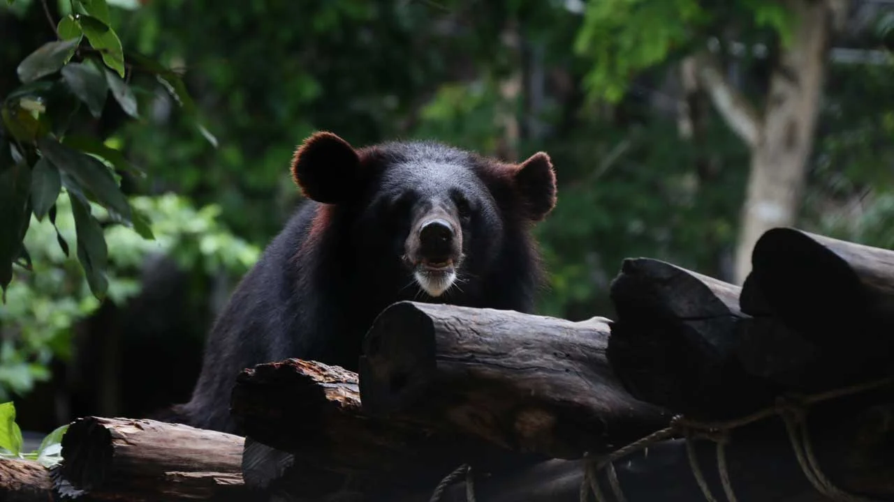Black Bear