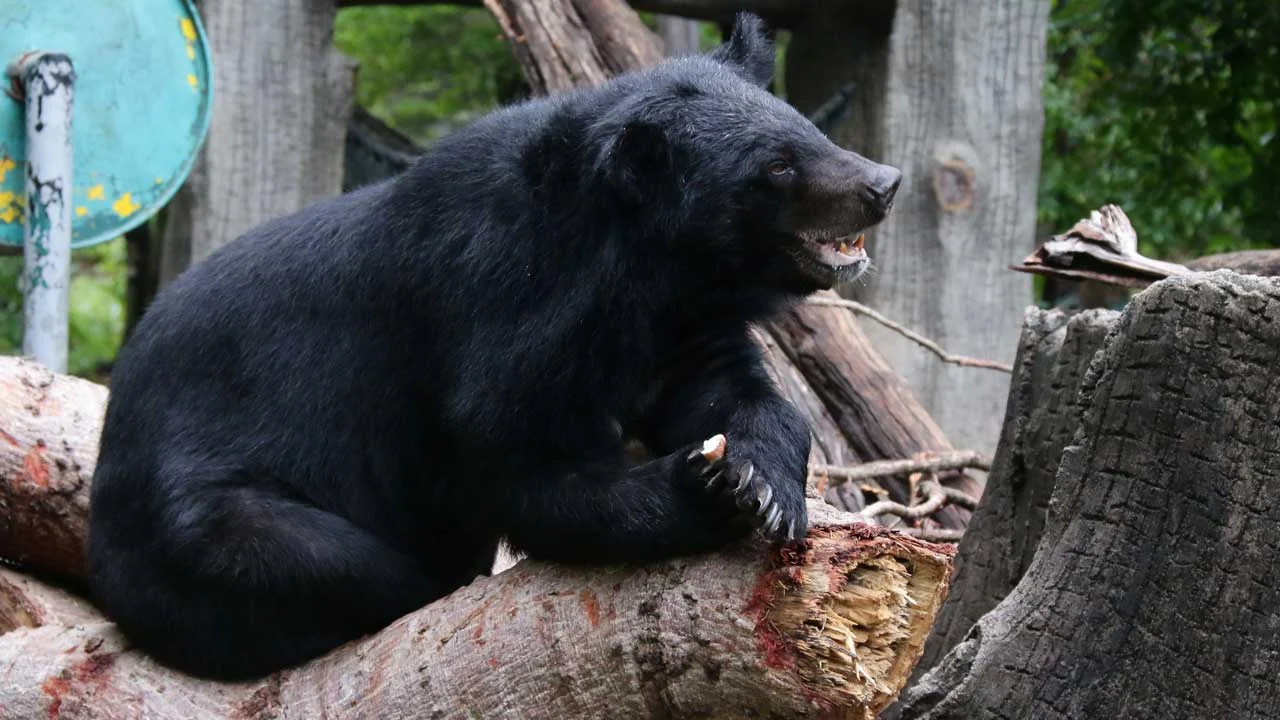 Black Bear